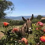 Stazzo Gallurese Con Vista Sul Golfo Di Olbia Holiday home *